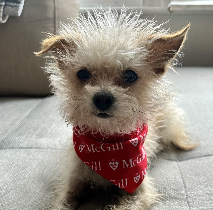 Small, scruffy beige dog wears a red McGill bandana