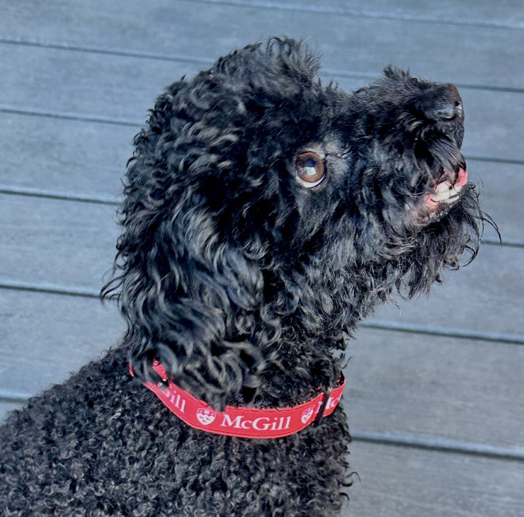 Small black poodle wears a red McGill collar